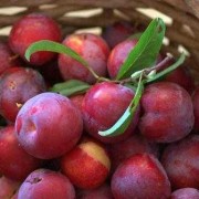 孕妇可不可以吃李子呢,孕期可以吃李子吗早期