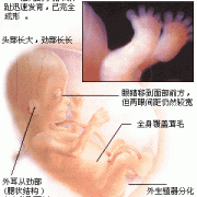 64天胎儿（54天婴儿属于几个月）