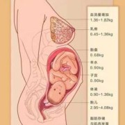 正常孕期是多少周（正常孕期是多少周分娩）
