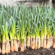 孕期吃大葱（大葱种植时间是什么，如何种植大葱）