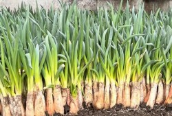 孕期吃大葱（大葱种植时间是什么，如何种植大葱）