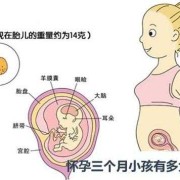 孕期子大小（孕期孩子大小）