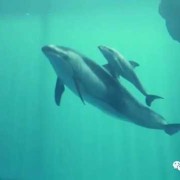 海豚胎儿症（海豚宝宝的故事）