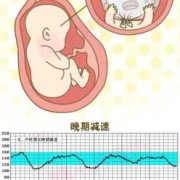 胎儿心跳能摸到吗（胎儿心跳可以摸到吗）