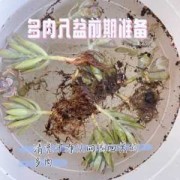多肉入盆的注意事项,胎儿入盆后注意事项有哪些