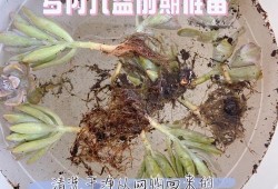 多肉入盆的注意事项,胎儿入盆后注意事项有哪些