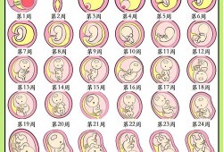 宝宝坐着转圈圈说明什么,胎儿坐着图片