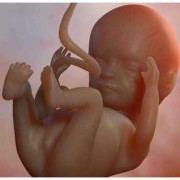 一个半月宝宝体重11斤的是不是太重了的啊,胎儿一个月是什么样子图片