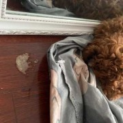 泰迪幼犬吃肉呕吐,孕期吃肉就吐怎么回事啊