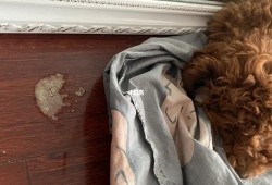 泰迪幼犬吃肉呕吐,孕期吃肉就吐怎么回事啊