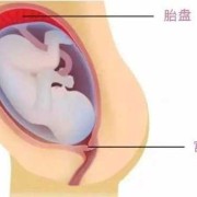 胎盘胎儿图（生完孩子的胎盘怎么处理）