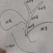 23周胎儿胆囊偏大（23周胎儿胆囊偏大有什么影响）