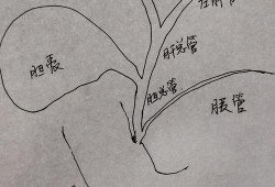 23周胎儿胆囊偏大（23周胎儿胆囊偏大有什么影响）