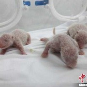大笑对胎儿有影响吗（大熊猫菊笑三胞胎是自然受孕吗）