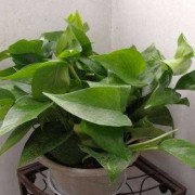绿萝对孕妇有影响吗,孕期植物神经功能检查有必要做吗
