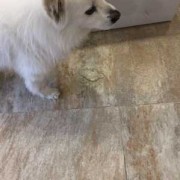 狗狗今天配种第十五天了，今天呕吐了几次，吐完还发抖，很虚弱的样子，是孕吐还是病了,孕期后期呕吐怎么缓解