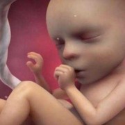 57天宝宝应该多高,怀孕57天胎儿发育图片