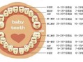 八周的胎儿有多大图片（八周的宝宝应该有几颗牙）