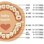 八周的胎儿有多大图片（八周的宝宝应该有几颗牙）