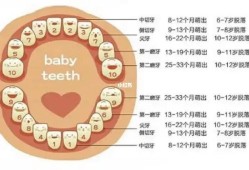 八周的胎儿有多大图片（八周的宝宝应该有几颗牙）