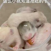 吃动物胎儿（金丝熊在什么情况下回吃掉自己的宝宝）