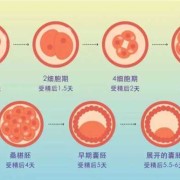 怀孕多久胎儿着床（怀孕多久胎儿着床成功）