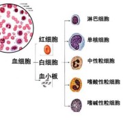 母血中找胎儿红细胞（母血中找胎儿红细胞0.1%是怎么回事）