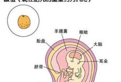 孕十二周胎儿发育情况（孕十二周胎儿发育情况如何）