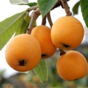 孕期能吃枇杷果吗（孕期能吃枇杷果吗）
