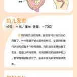 怀孕13周胎儿有多大?正常值应该是怎么样的呢?孕妇要如何补充营养,孕13周胎儿发育情况图片