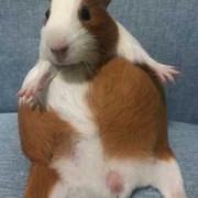 荷兰猪孕期多久（豚鼠几个月能开始生孩子）