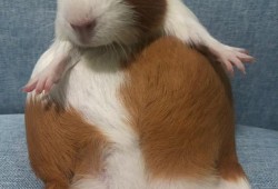 荷兰猪孕期多久（豚鼠几个月能开始生孩子）