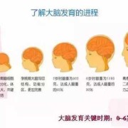 胎儿神经管发育时间（胎儿的神经管发育是什么时候）