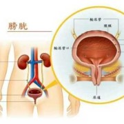 怀孕后膀胱的位置变高的是怎么回事呢,胎儿压迫膀胱什么感觉