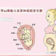 孕期22周（孕期22周几个月）