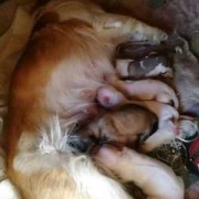 母狗生完小狗多少天阴道才停止流血,母狗怀孕期间会掉毛吗图片