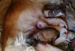 母狗生完小狗多少天阴道才停止流血,母狗怀孕期间会掉毛吗图片