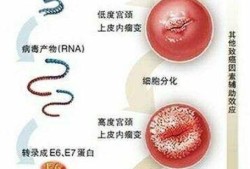 hpv对胎儿有影响吗（怀孕后感染hpv对胎儿有影响吗）