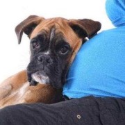 孕期可以养狗吗,怀孕期养狗有什么影响吗
