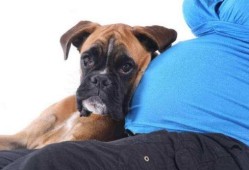 孕期可以养狗吗,怀孕期养狗有什么影响吗