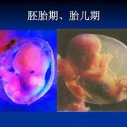胚胎期和胎儿期（胚胎期和胎儿期的区别）