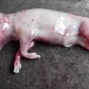 母猪下死胎是什么原因,胎儿死胎原因有哪些