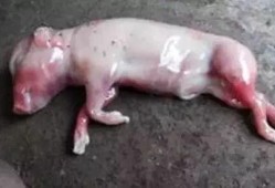 母猪下死胎是什么原因,胎儿死胎原因有哪些