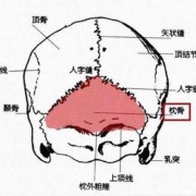 胎儿枕骨（胎儿枕骨是哪个部位）