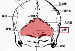 胎儿枕骨（胎儿枕骨是哪个部位）