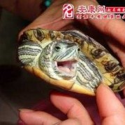 孕期梦到乌龟（孕期梦到乌龟什么意思）