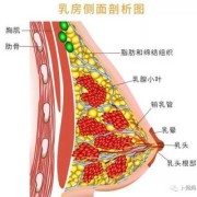 孕妈妈的乳房什么时候开始分泌乳汁呀,孕期乳房分泌的水性液体是什么