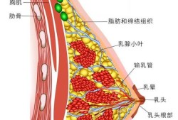 孕妈妈的乳房什么时候开始分泌乳汁呀,孕期乳房分泌的水性液体是什么