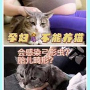 孕期能养猫吗（家里养猫适合怀孕吗）