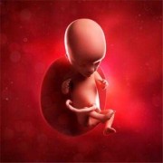 怀孕15周胎儿图（怀孕15周胎儿图片）